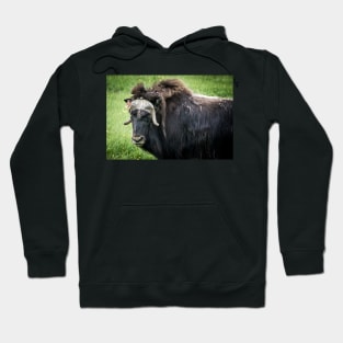 North American Wildlife - Bull Musk Ox Hoodie